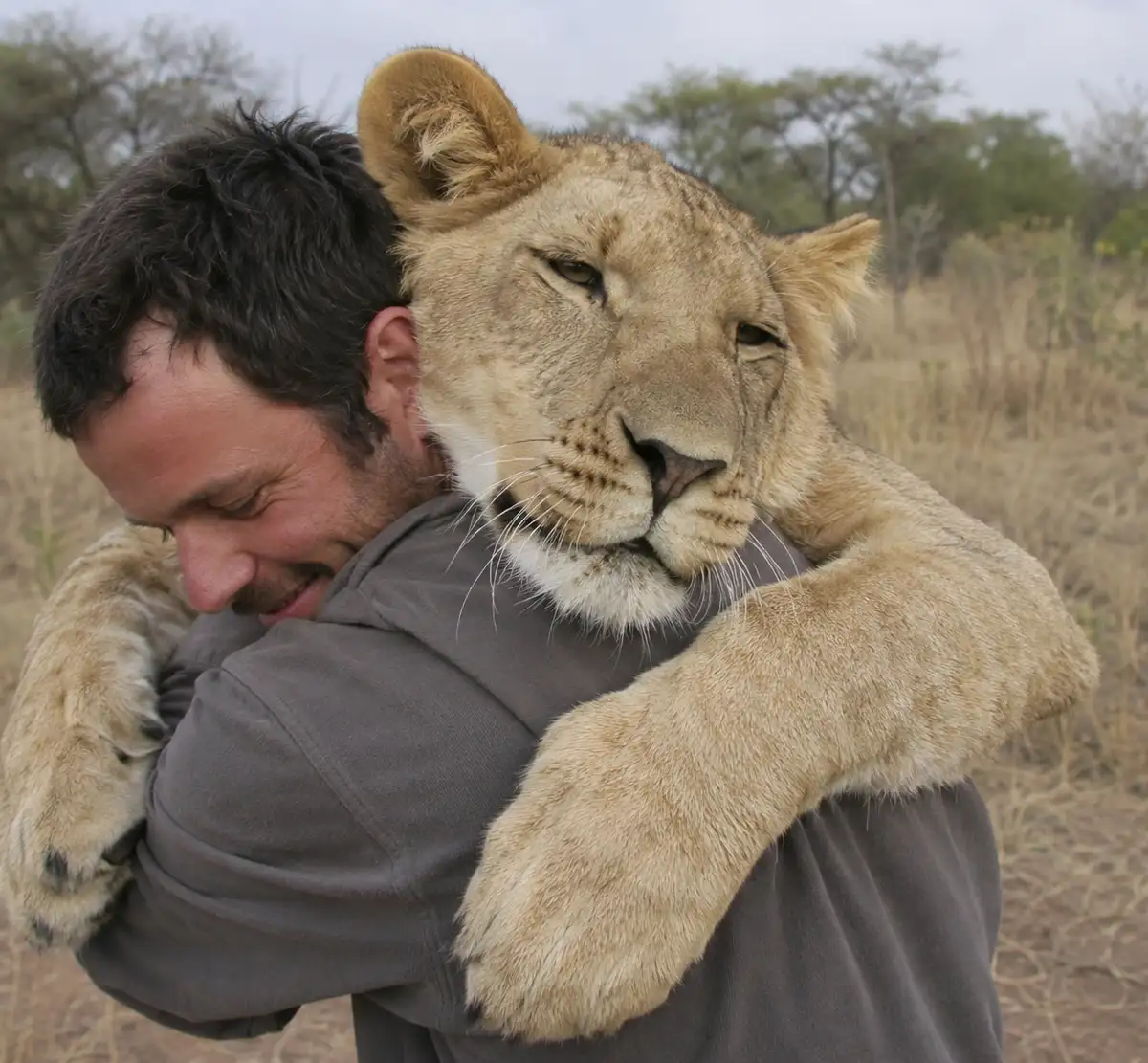 Sirga, the lioness and us
