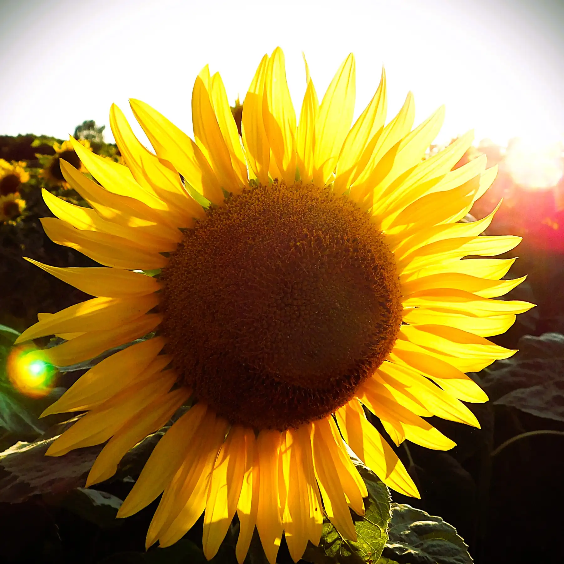 Sun, not just in season!