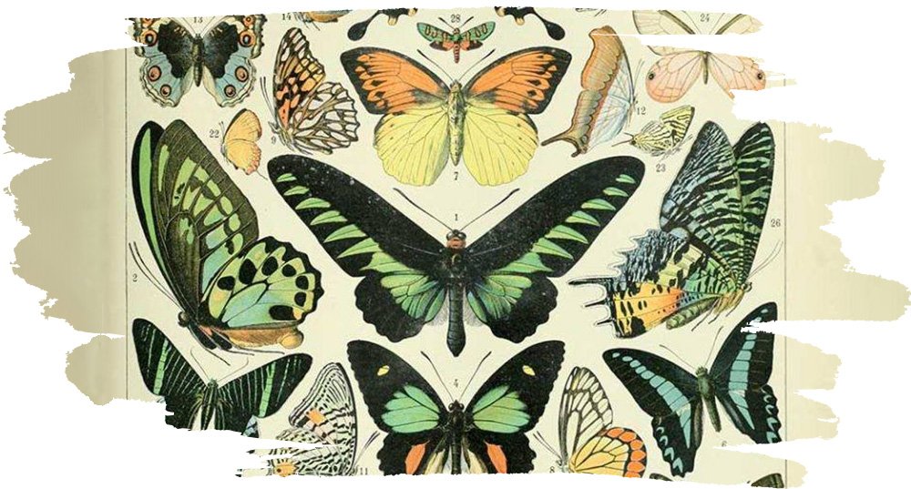 Butterfly Stewards?