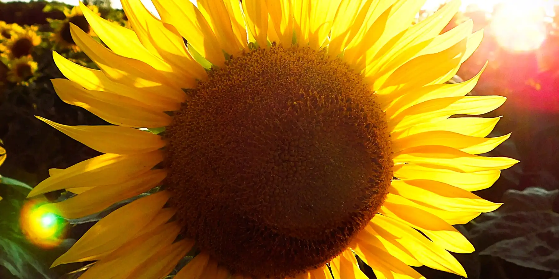 Sun, not just in season!