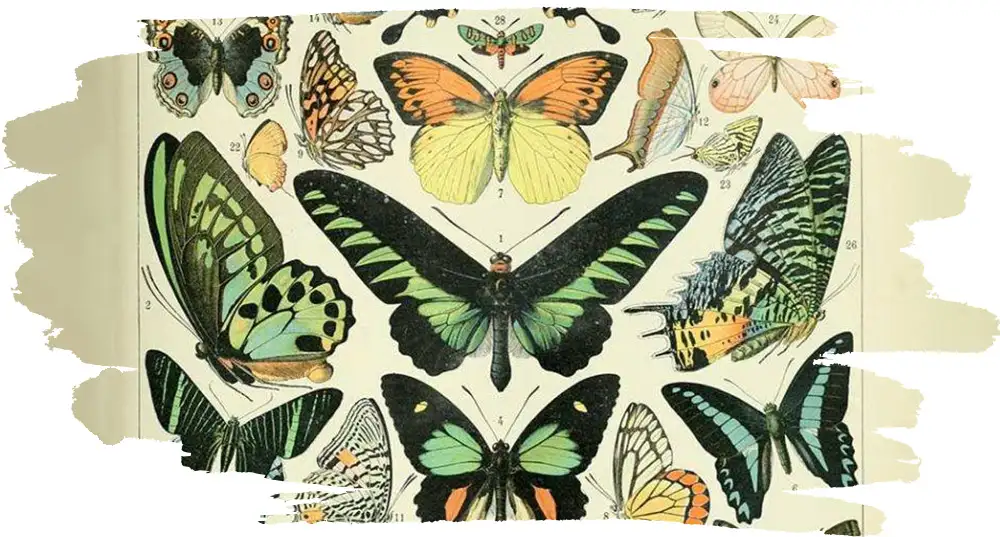 Butterfly Stewards?