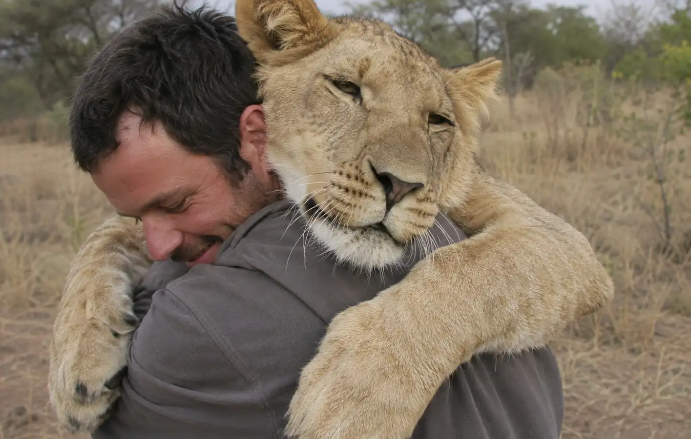 Sirga, the lioness and us